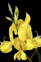 25 fiore giallo per mostra web